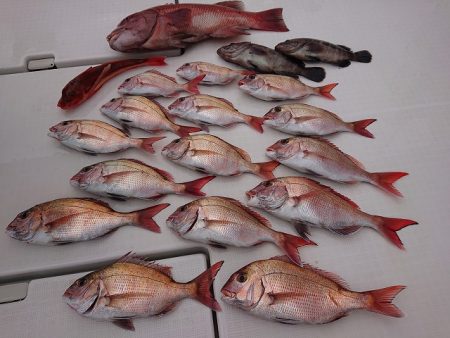 フィッシングボートACE(エース) 釣果