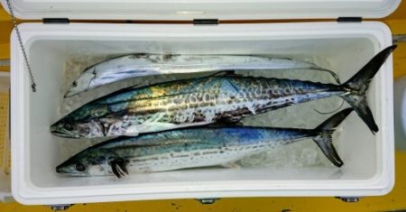 火遠理丸(ほおりまる) 釣果