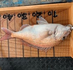 幸吉丸 釣果