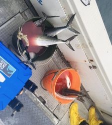 シーモンキー 釣果