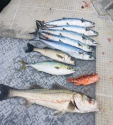 シーモンキー 釣果