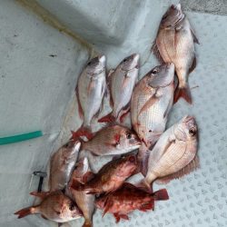 リトルワン 釣果