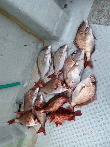 リトルワン 釣果