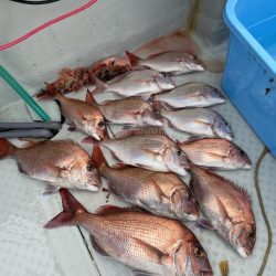 リトルワン 釣果