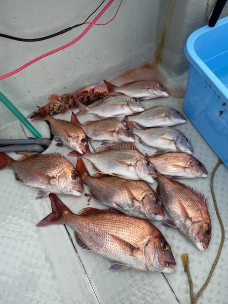 リトルワン 釣果