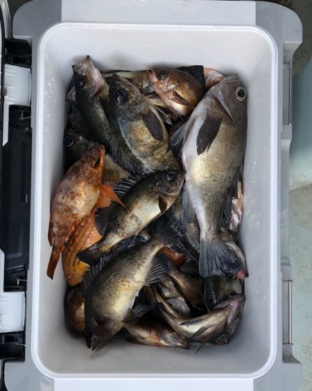 フィッシング　キッタカ 釣果