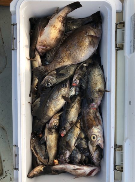 フィッシング　キッタカ 釣果