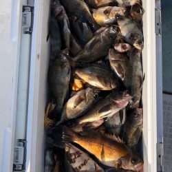 フィッシング　キッタカ 釣果