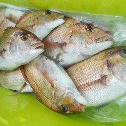 こうゆう丸 釣果