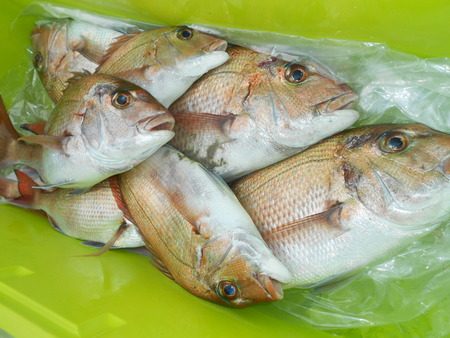 こうゆう丸 釣果