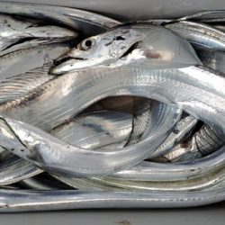 遊漁船 ニライカナイ 釣果