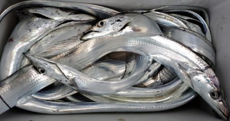 遊漁船 ニライカナイ 釣果