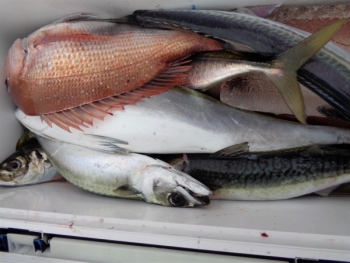 鯛紅丸 釣果
