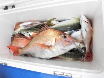 鯛紅丸 釣果