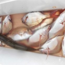 鯛紅丸 釣果