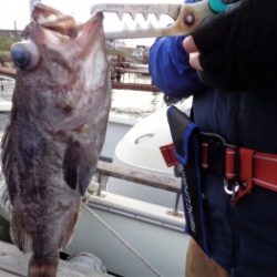 鯛紅丸 釣果