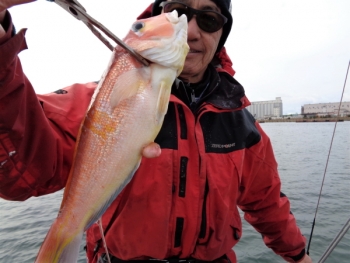 鯛紅丸 釣果