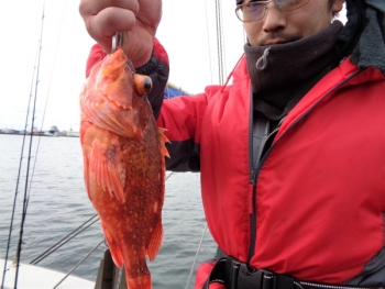 鯛紅丸 釣果