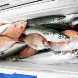 鯛紅丸 釣果