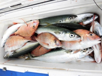 鯛紅丸 釣果
