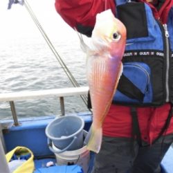 鯛紅丸 釣果