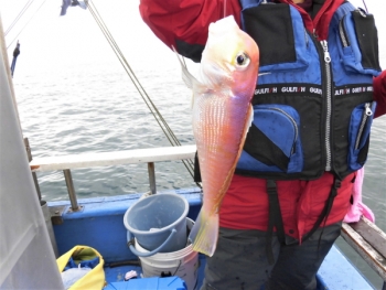 鯛紅丸 釣果