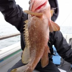 鯛紅丸 釣果