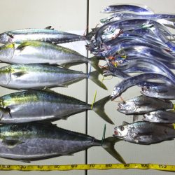 Hit Rush(ヒット ラッシュ） 釣果