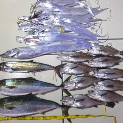 Hit Rush(ヒット ラッシュ) 釣果