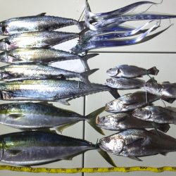 Hit Rush(ヒット ラッシュ) 釣果