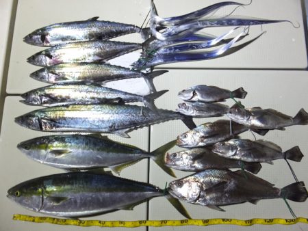 Hit Rush(ヒット ラッシュ) 釣果