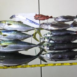 Hit Rush(ヒット ラッシュ) 釣果