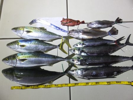 Hit Rush(ヒット ラッシュ） 釣果…