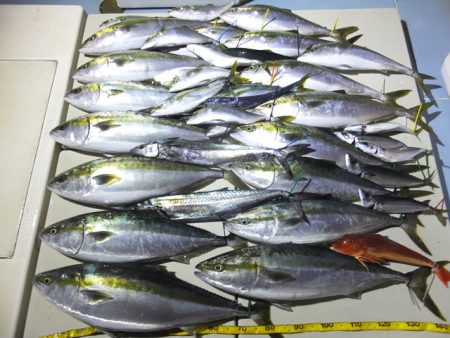 Hit Rush(ヒット ラッシュ) 釣果