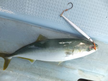 Hit Rush(ヒット ラッシュ） 釣果…