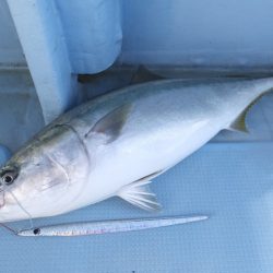 Hit Rush(ヒット ラッシュ) 釣果