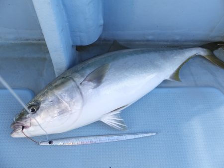 Hit Rush(ヒット ラッシュ) 釣果