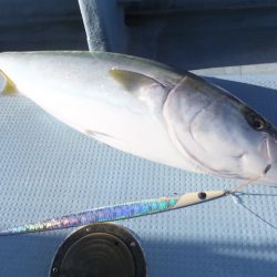 Hit Rush(ヒット ラッシュ) 釣果