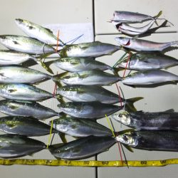 Hit Rush(ヒット ラッシュ) 釣果