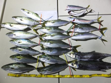 Hit Rush(ヒット ラッシュ） 釣果…