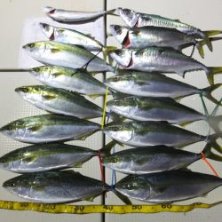 Hit Rush(ヒット ラッシュ) 釣果