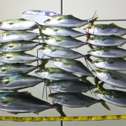 Hit Rush(ヒット ラッシュ) 釣果