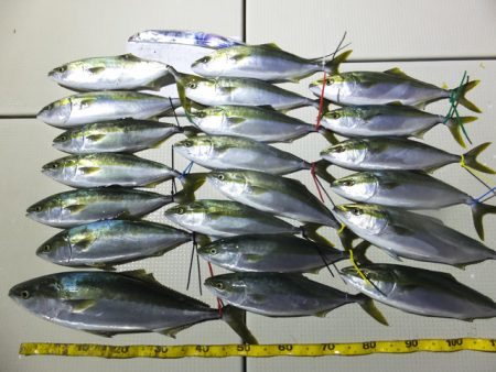 Hit Rush(ヒット ラッシュ） 釣果…