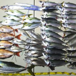 Hit Rush(ヒット ラッシュ) 釣果