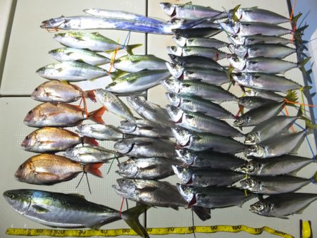 Hit Rush(ヒット ラッシュ） 釣果…