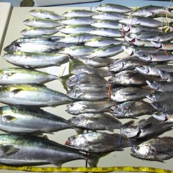 Hit Rush(ヒット ラッシュ) 釣果