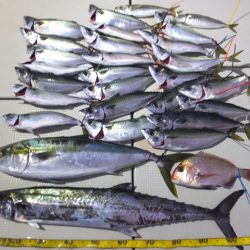 Hit Rush(ヒット ラッシュ) 釣果