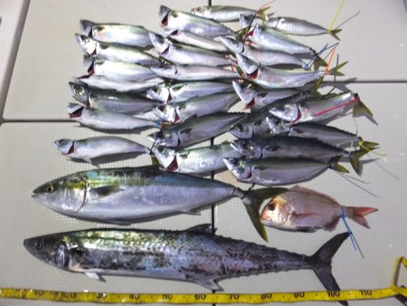 Hit Rush(ヒット ラッシュ） 釣果…