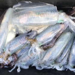 釣船 浦島太郎 釣果