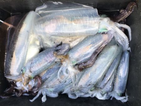 釣船 浦島太郎 釣果